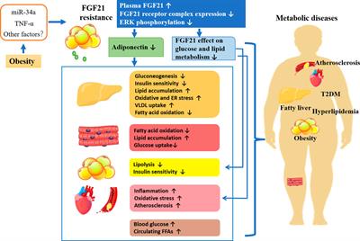 The potential function and clinical application of FGF21 in metabolic diseases